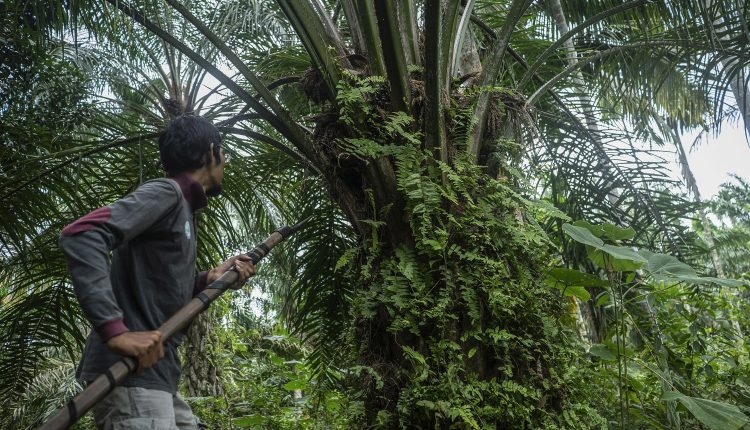 The consultant describes steps to achieve socially responsible goals

