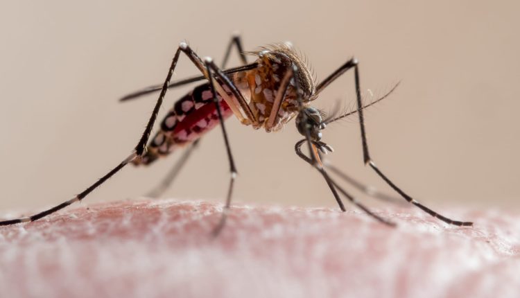 Oxford launch of malaria vaccine could have 'major' impact on sub-Saharan Africa, says economist

