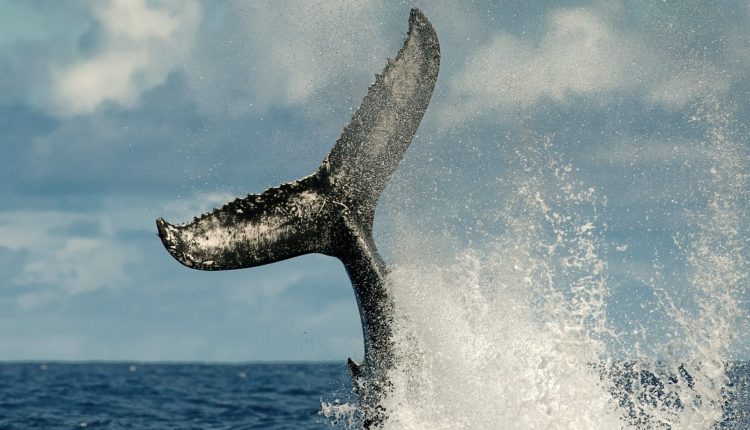 97 Whales Strand Themselves On Aussie Beach