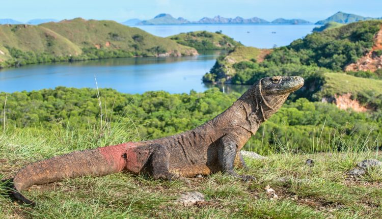 How do I get to Komodo Island? Jetstar Asia flies from Singapore

